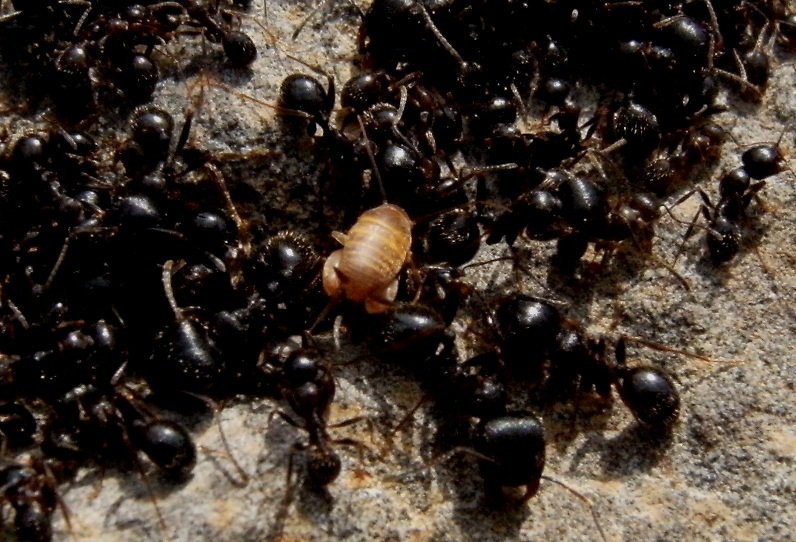 Piccolo ortottero siculo: Myrmecophilus sp.